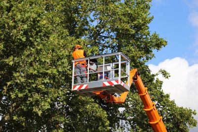 Emergency Tree Pruning