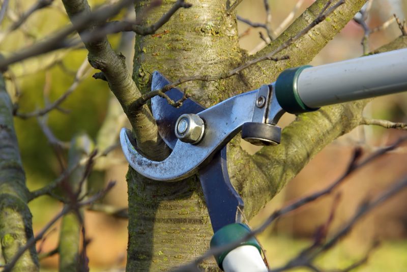 Emergency Tree Pruning