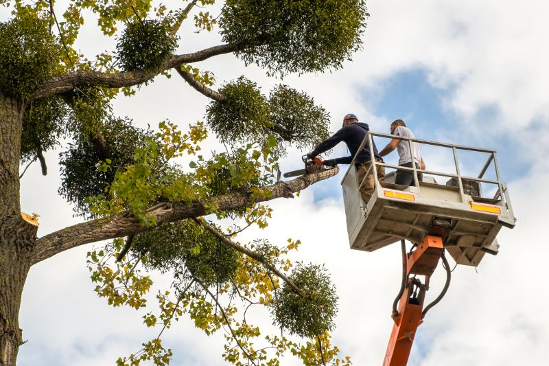 Emergency Tree Pruning