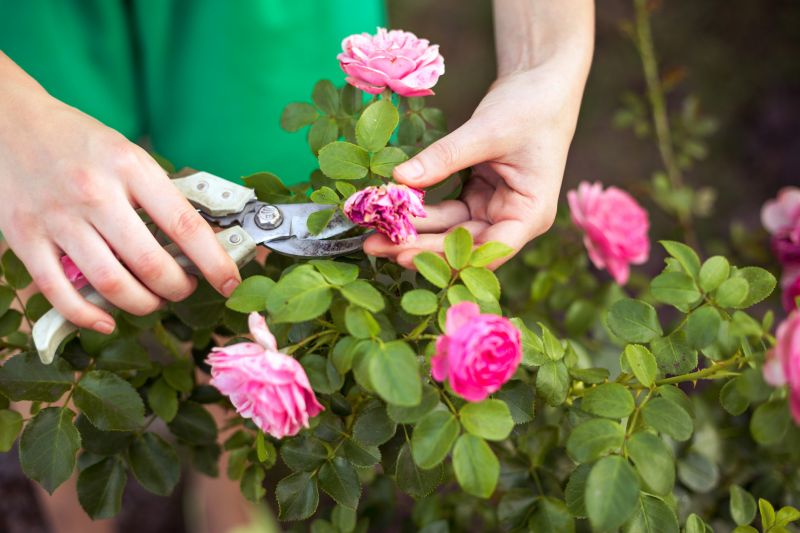 Lilac Trimming Service in Ventura County, CA
