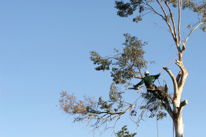 Arborist Inspecting Trees