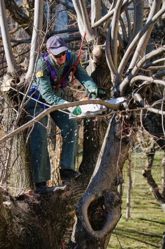 Arborist Pruning a Large Tree