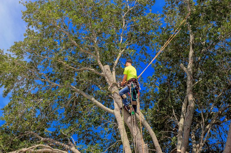 Arborist Performing Precision Pruning