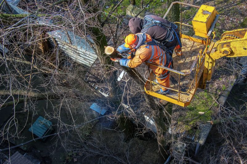 Emergency Tree Stabilization
