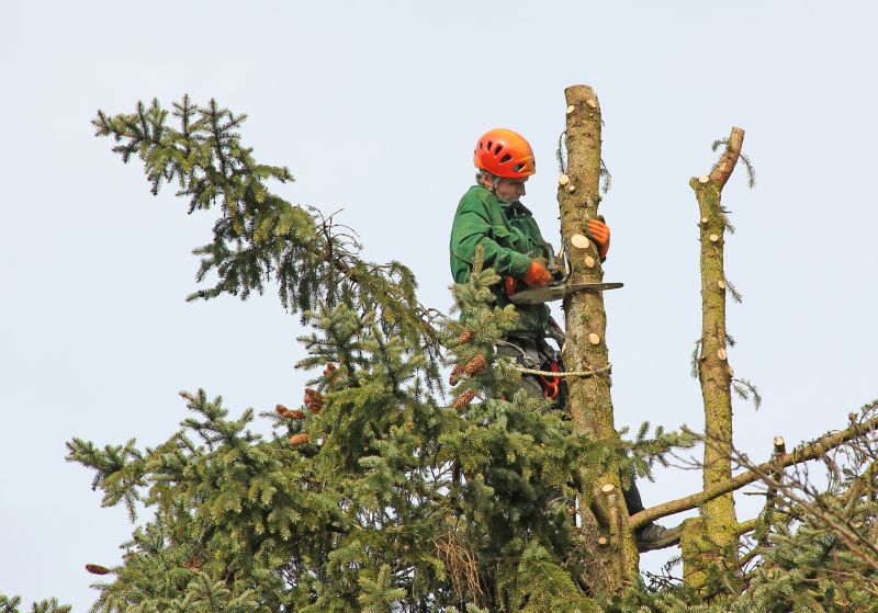 Commercial Tree Trimming in Montgomery County, PA